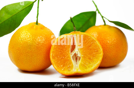 clementines-nules-on-white-