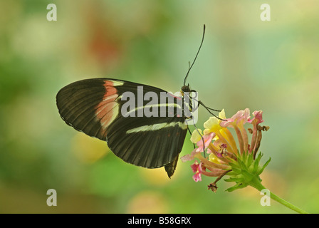 Heliconius melpomene, the postman butterfly feeding on Lantana Stock Photo