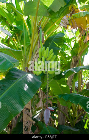 fruit of the banana hybrid or cultivar Orinoco Musa acuminata x M balbisiana Stock Photo