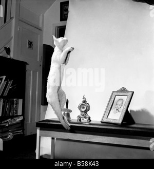 Cats: When it comes to getting off the ground then five-month's old Bianco, the curly coated Devon Rex cat can really take the air. At the home of her owner Roma Lund in Holyport Road, Maidenhead, as soon as she sees a ball or is given something to catch, she flies into action. She is one of a family who take a great deal of exercise in the air. January 1977 77-00130-001 Stock Photo