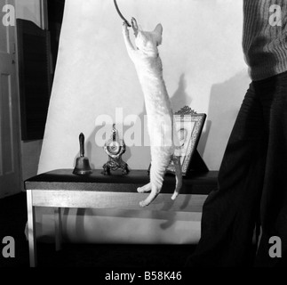 Cats: When it comes to getting off the ground then five-month's old Bianco, the curly coated Devon Rex cat can really take the air. At the home of her owner Roma Lund in Holyport Road, Maidenhead, as soon as she sees a ball or is given something to catch, she flies into action. She is one of a family who take a great deal of exercise in the air. January 1977 77-00130-004 Stock Photo