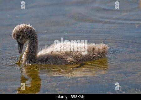 A cygnet of the Australian black swan feeding on sea grass in the Swan River Perth Western Australia Cygnus atratus Stock Photo