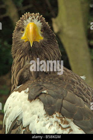 Stellers sea eagle, Haliaeetus pelagicus. Stock Photo