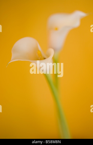 Two Cala lillies against an Ochre background Stock Photo