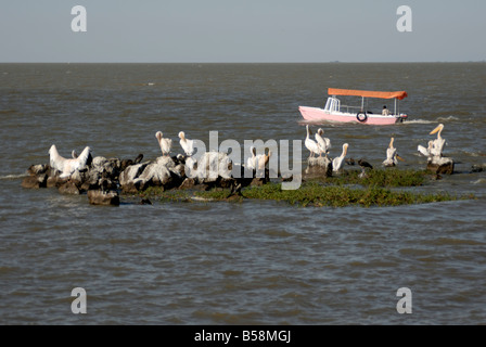 Pelicans, Lake Tana, Ethiopia, Africa Stock Photo