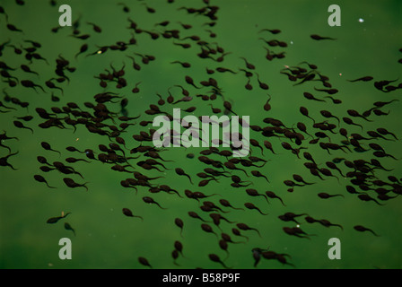 Tadpoles in pond in Zhangjiajie Forest Park, Wulingyuan Scenic Area, Hunan, China Stock Photo