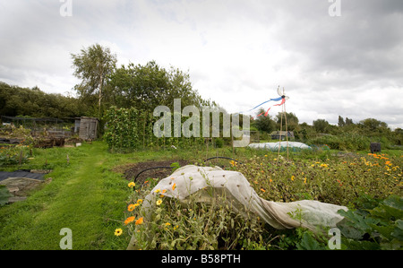 A compost heap and general view an allotments Stock Photo