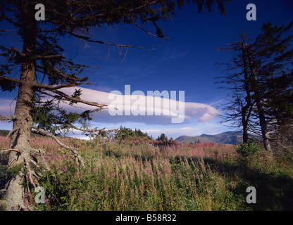 Summer evening, Col de Guery, Parc Naturel Regional des Volcans d'Auvergne, Puy-de-Dome, Auvergne, Massif Central, France Stock Photo