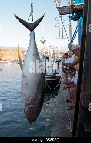 Lifting a yellow fin tuna on to the quayside at Playa San Juan Tenerife Canary Islands Spain Stock Photo