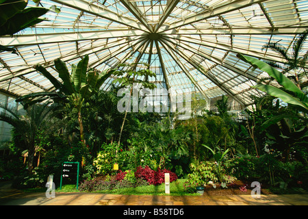 Interior of hot house, Phoenix Parc Floral de Nice, Nice, Alpes Maritimes, Provence, France, Europe Stock Photo