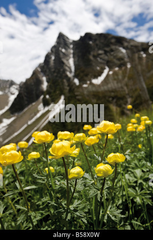 Italy, South Tyrol, Globe Flowers (Trollius europaeus), close-up Stock Photo