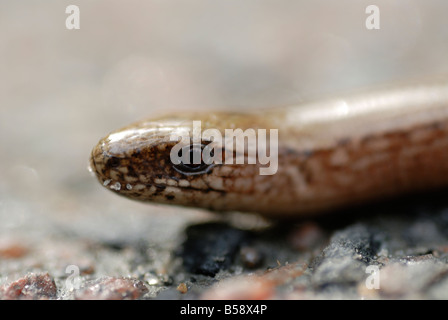 slow worm (Anguis fragilis) close up of head. Sweden Stock Photo