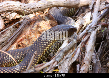 a king brown snake ready to strike on the eyre peninsula with high resolution photography Stock Photo