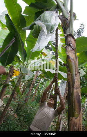 Fair trade banana plantation worker Nelson Pati o takes bananas from a tree near Machala plantation Ecuador South America Stock Photo