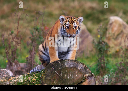 Siberian tiger cub sitting on a tree Stock Photo