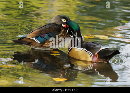 Wood duck drake preening mate Victoria British Columbia Canada Stock Photo