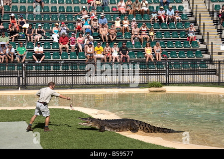 Keeper feeding crocodile show presentation demonstration Australia Zoo wildlife and wild animal park Queensland QLD Australia Stock Photo