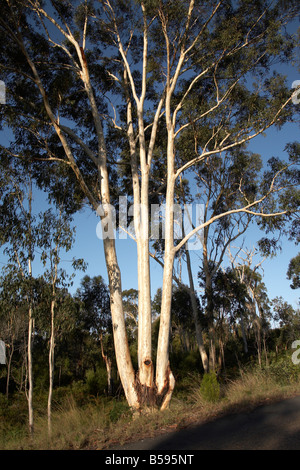 Single majestic beautiful tree portrait of white eucalyptus or gum tree on North Stradbroke Island Queensland QLD Australia Stock Photo