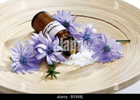 Bottle with Bach Flower Stock Remedy, Chicory (Cichorium intybus) on wooden plate Stock Photo