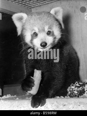 a-red-panda-seen-here-at-