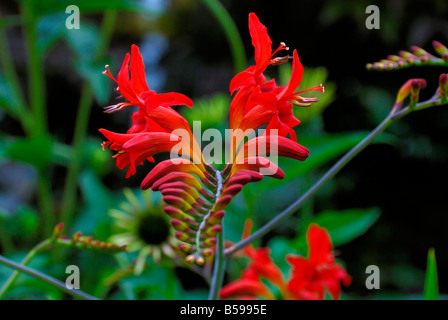 Bright red blossoms of Crocosmia Lucifer Stock Photo