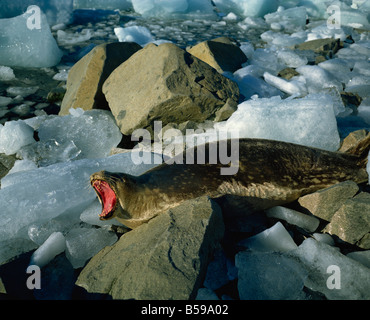 Weddell seal Antarctica Polar Regions