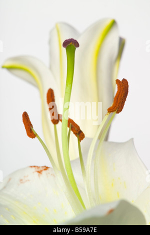 Lilly Flowers Lililum longiflorum Stock Photo
