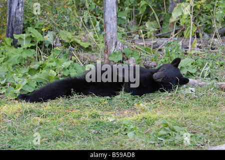 Black Bear Ursus americanus cub lying flat out on its back with direct eye contact Stock Photo