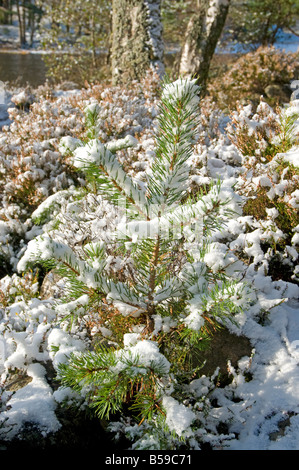 Early snow on young pine tree at Loch an Eilein Rothiemurchus Aviemore  Inverness-shire Highland Region Scotland Stock Photo