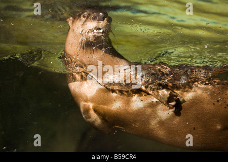 A Northern river otter (Lontra canadensis) plays in his aquarium home at Brookgreen Gardens,Murrells Inlet,South Carolina.