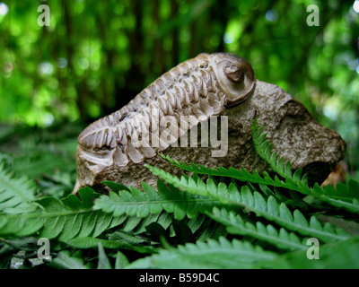 An extremely well preserved trilobite fossil among ferns with remnants of its shell still visible below its eye . Stock Photo