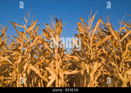 Mature corn stalks against a blue sky. Stock Photo