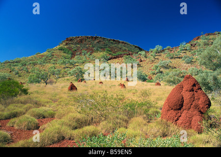 Mount Bruce and termite mounds, Karijini National Park, Pilbara, Western Australia, Australia, Pacific Stock Photo