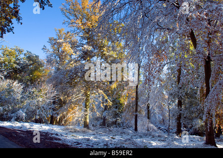 Trees covered in snow along a country lane on a sunny day Stock Photo