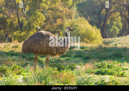 Emu, Flinders Ranges National Park, South Australia, Australia, Pacific Stock Photo