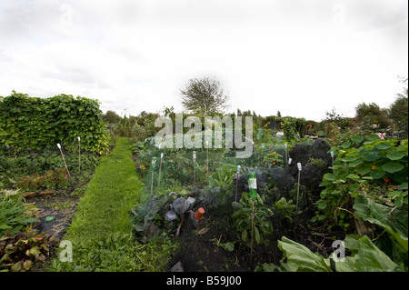 A pathway and allotment plots Stock Photo