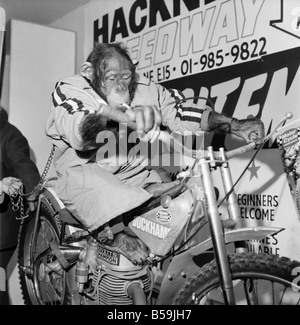 Motorcycle Show: Jenny an 8 year old chimp from Broxsbourne, Zoo, Herts seems quite at home on a Jawa 500cc which in fact is a speedway racing bike. December 1971 71-12047 Stock Photo