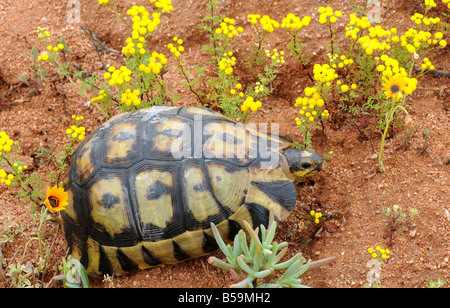 Angulate Tortoise, Chersina angulata surrounded by yellow flowers on the semi desert sandy soil after good rains Stock Photo