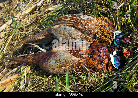 Brace of dead pheasants after a successful upland game hunt Stock Photo