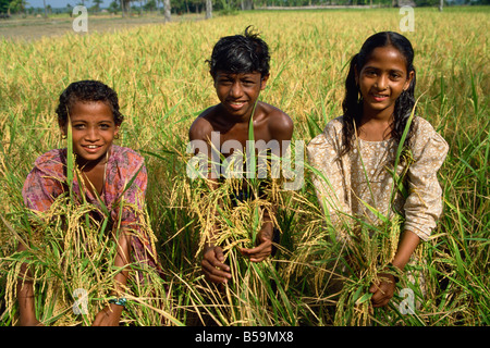 Children in rice field, Char Kukri Mukri, Bangladesh Stock Photo