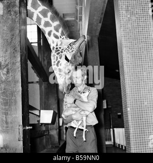 Giraffes are among the most inquisitive creatures at London Zoo. So when keeper Jeff Nicklin had to feed the baby Black Buck that had been abandoned by its Mother 'Hilary', the Giraffe just couldn't resist peeping over is shoulder. Of course, he was also hoping to get some of the milk. January 1981 Stock Photo