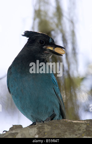 Steller's Blue Jay with Two Peanuts in Beak Cyanocitta stelleri Stock Photo