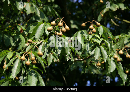 Indian Horse Chestnut Aesculus indica Hippocastanaceae Himalayas Stock Photo