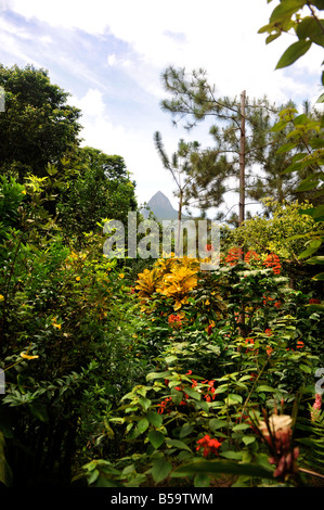 THE BOTANIC GARDENS WITH A VIEW OF PETIT PITON AT THE TORAILLE WATERFALL NEAR SOUFRIERE ST LUCIA Stock Photo