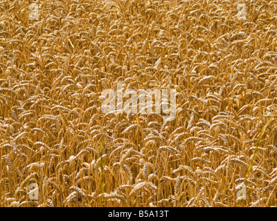 Golden ripe Wheat field full frame close up Stock Photo