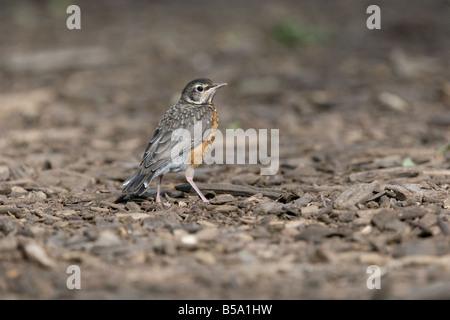 juvenile American Robin, turdus migratorius, Central Park, New York, USA Stock Photo