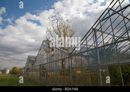 Huron Ohio An abandoned greenhouse with shrubs and trees growing through the glass roof Stock Photo