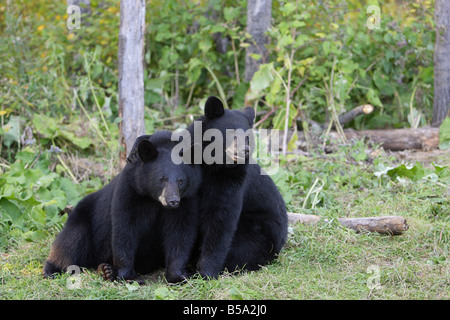 Black Bear Ursus americanus pair of cubs sitting on the ground with ...