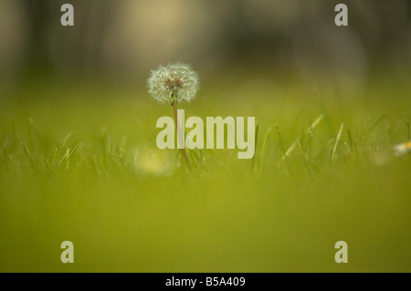 dandilion in british summer meadow Stock Photo