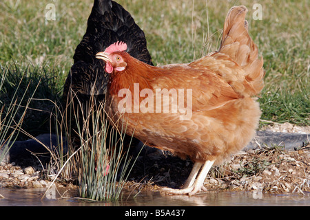 Domestic Chicken (Gallus gallus domesticus), hen drinking Stock Photo